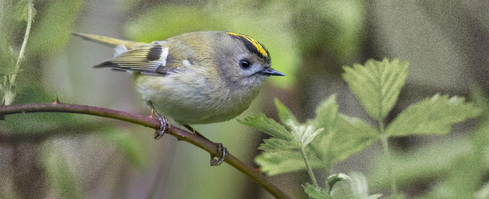 Wintergoldhähnchen