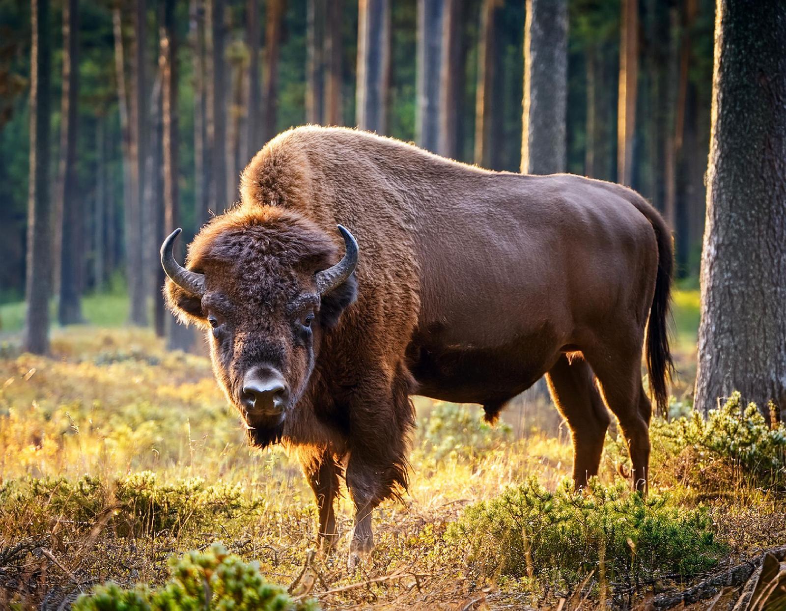 Wisent