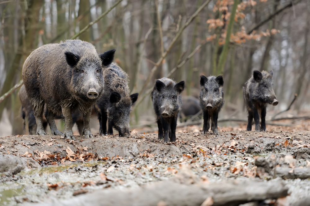 Ablenkungsfütterung im Wald