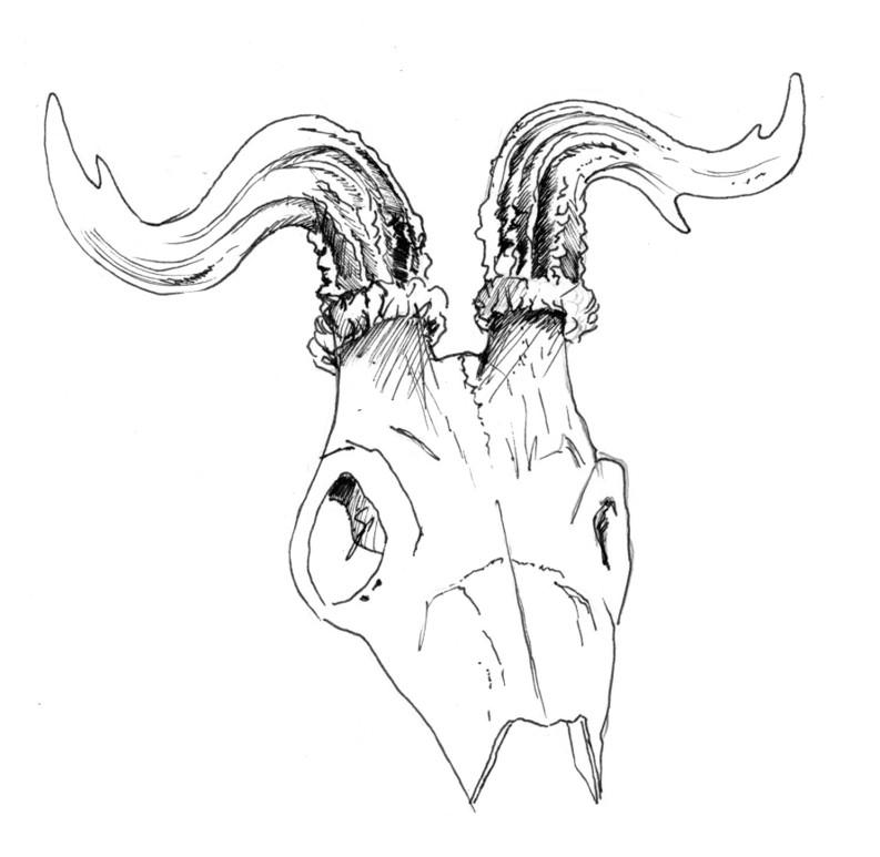 Widdergehörn