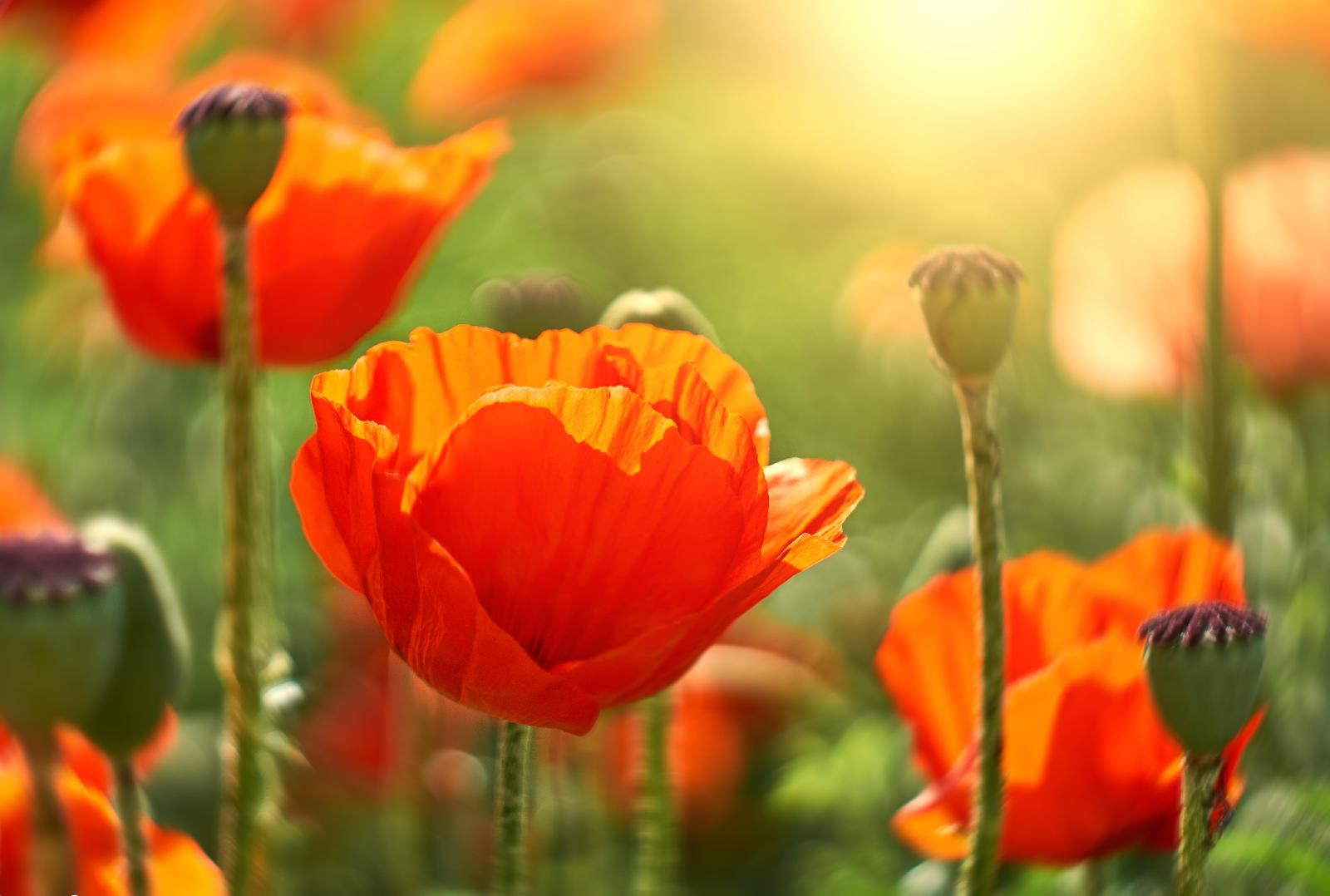 Klatschmohn
