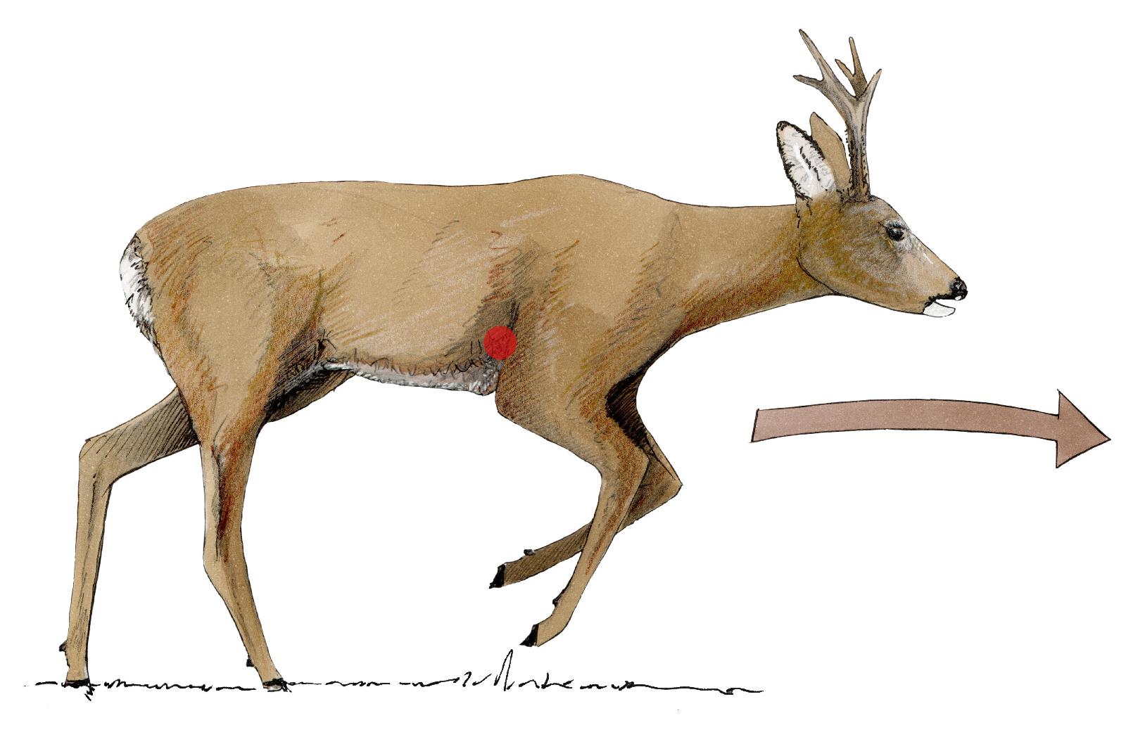 Kammerschuss