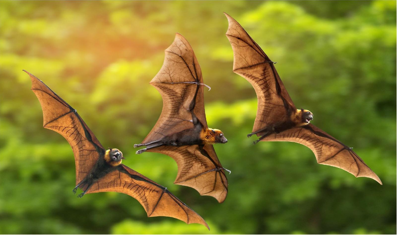 Fledermaus