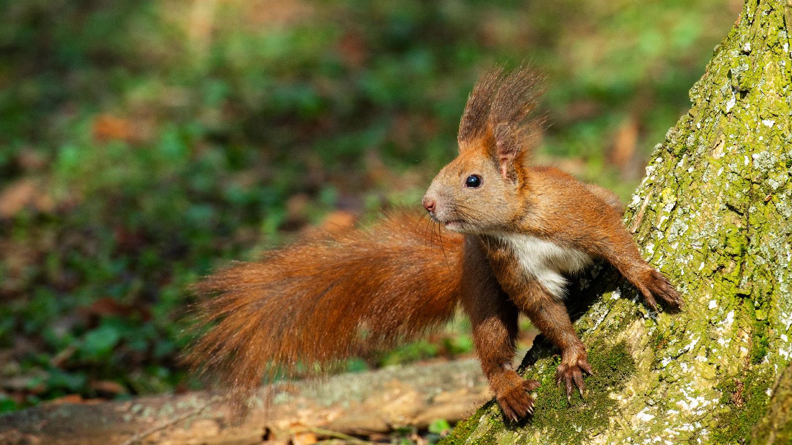 Eichhörnchen