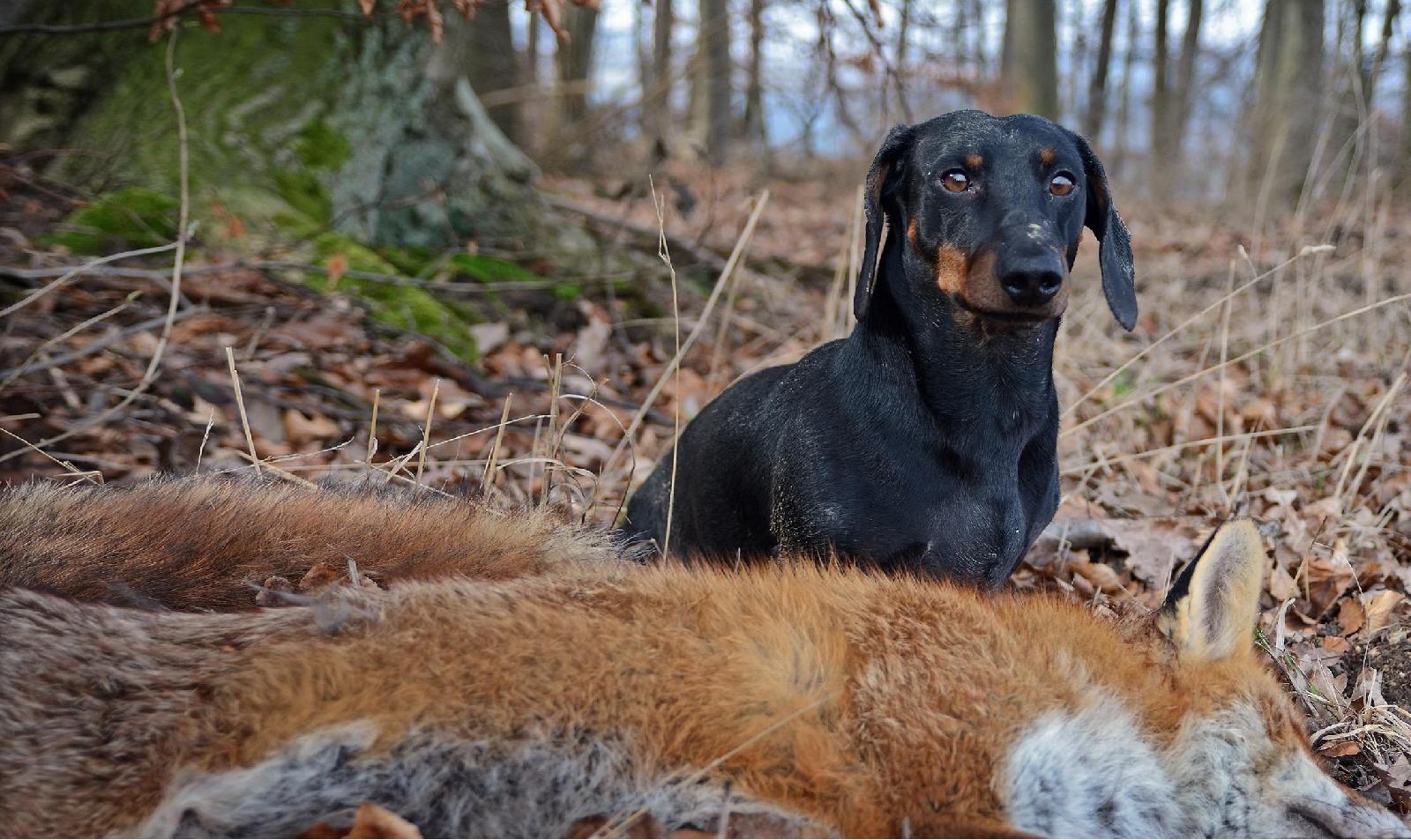 Erdhunde