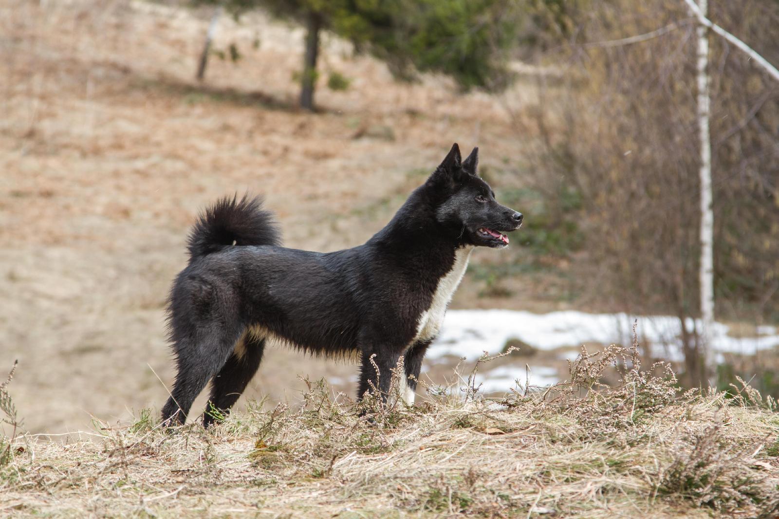 Laika