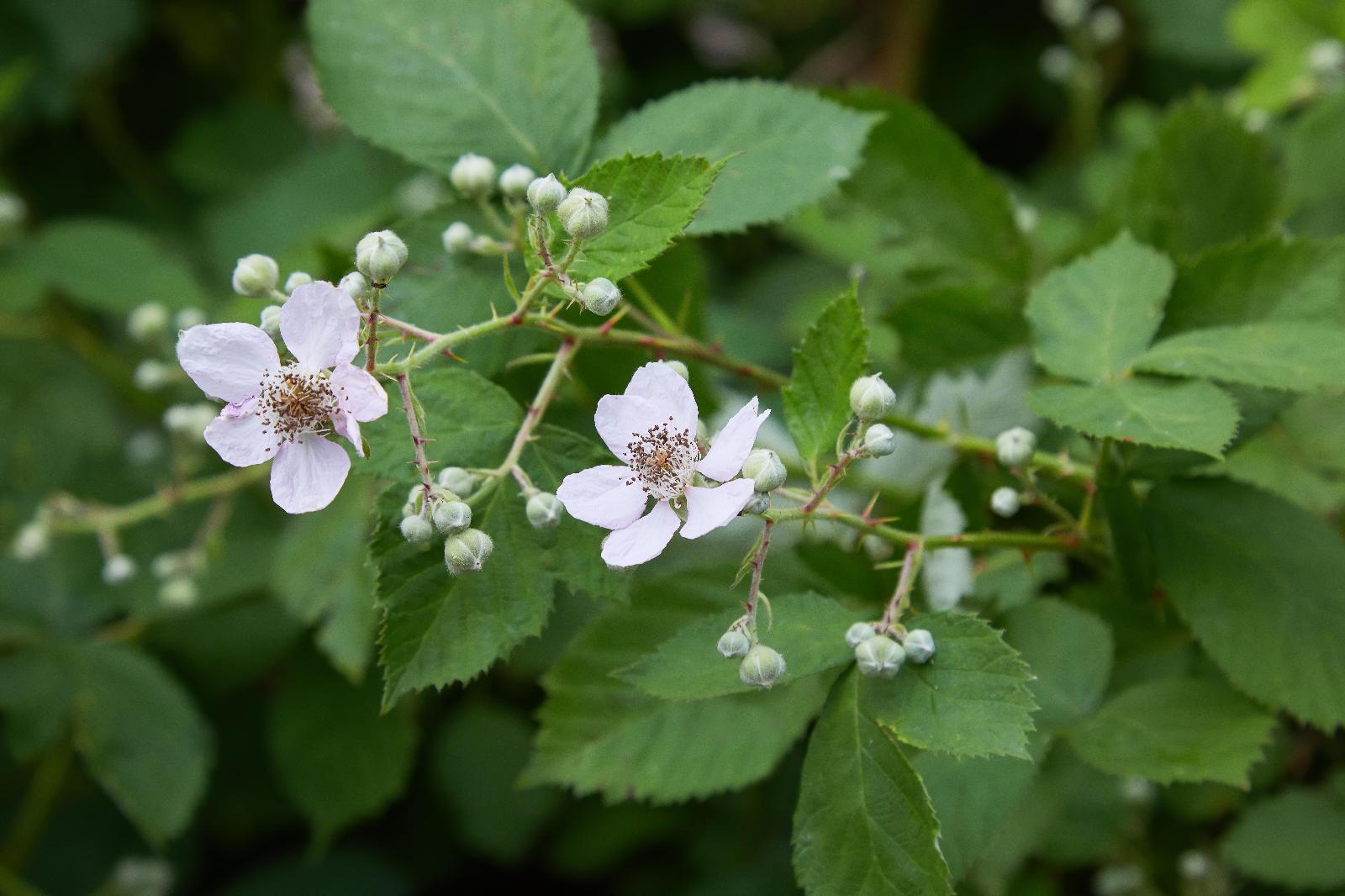 Brombeere