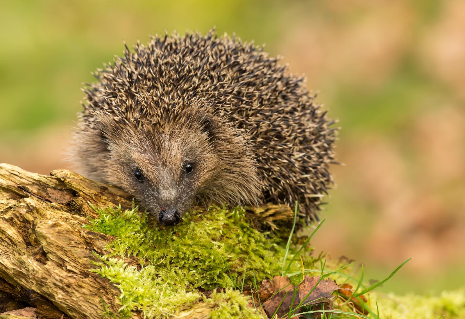 Igel