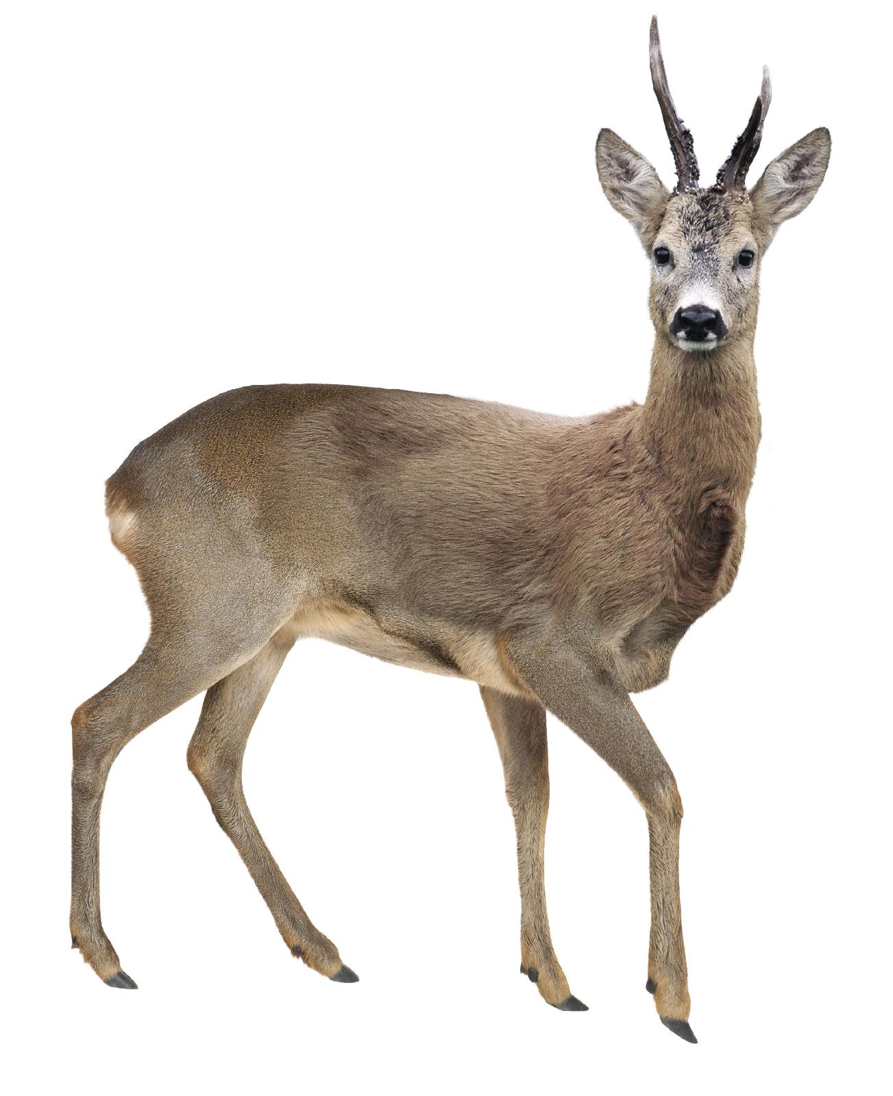 Rehbock