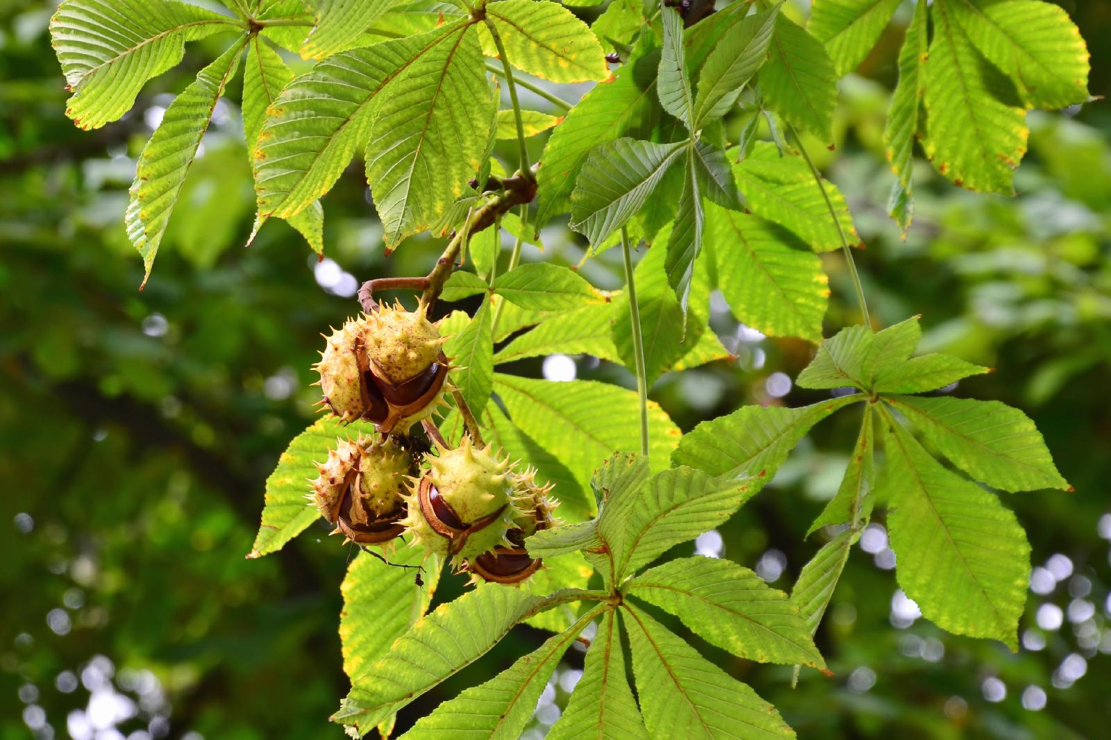 Rosskastanie Frucht<br>