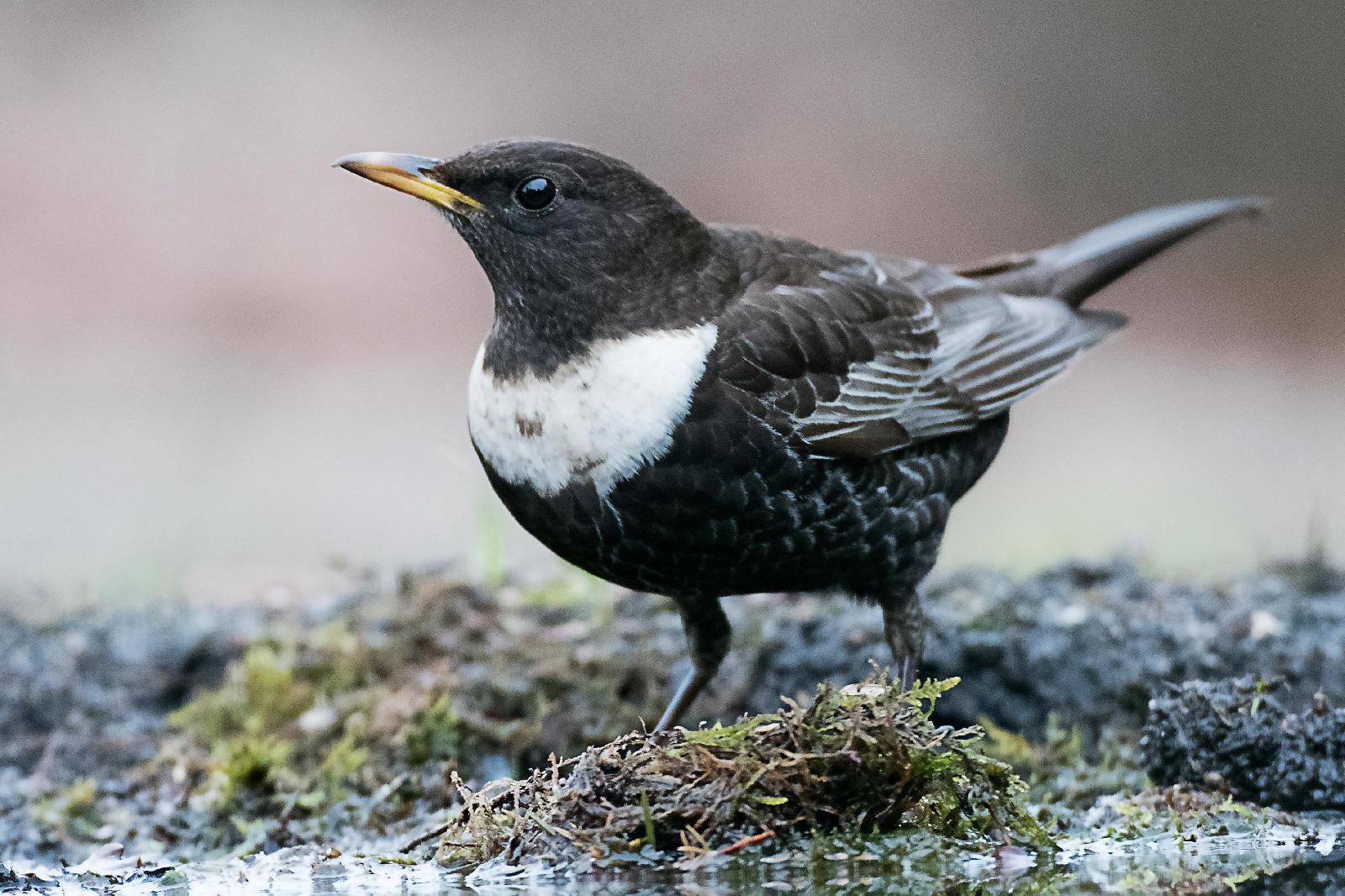Wasseramsel