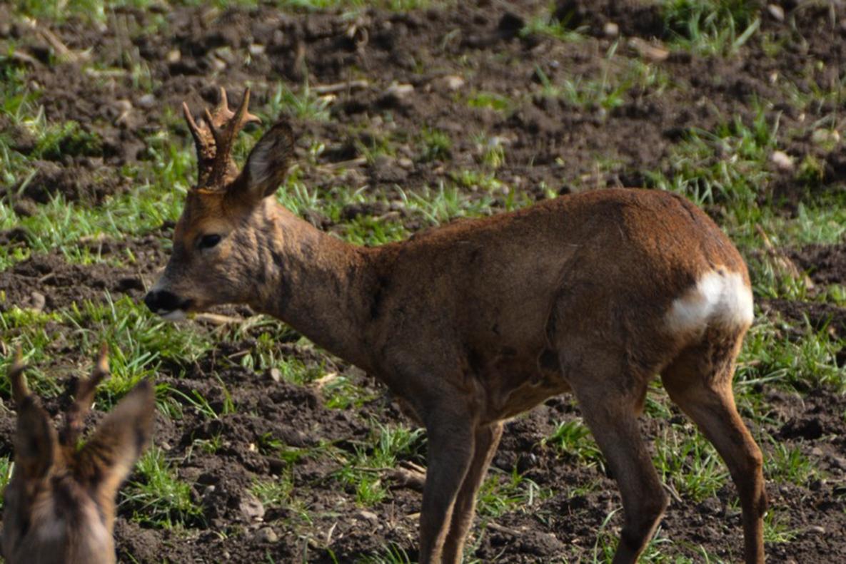 Jährlingsbock