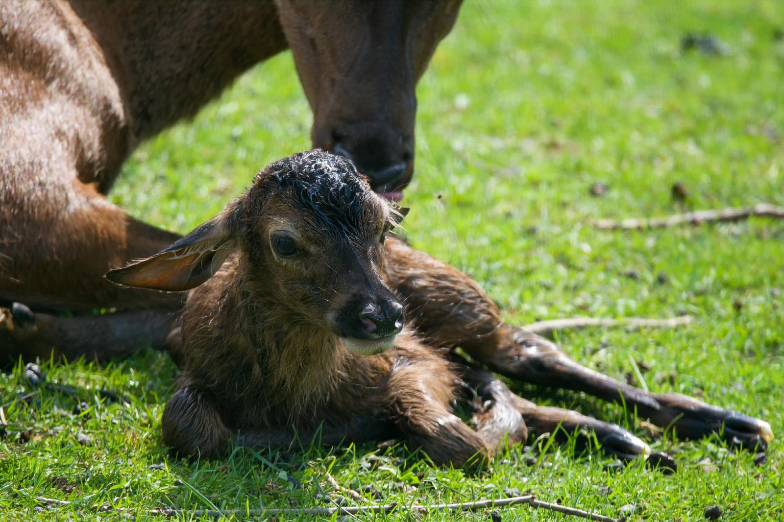 Tierkalb