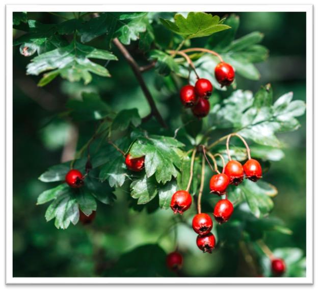 Weißdorn Frucht<br>