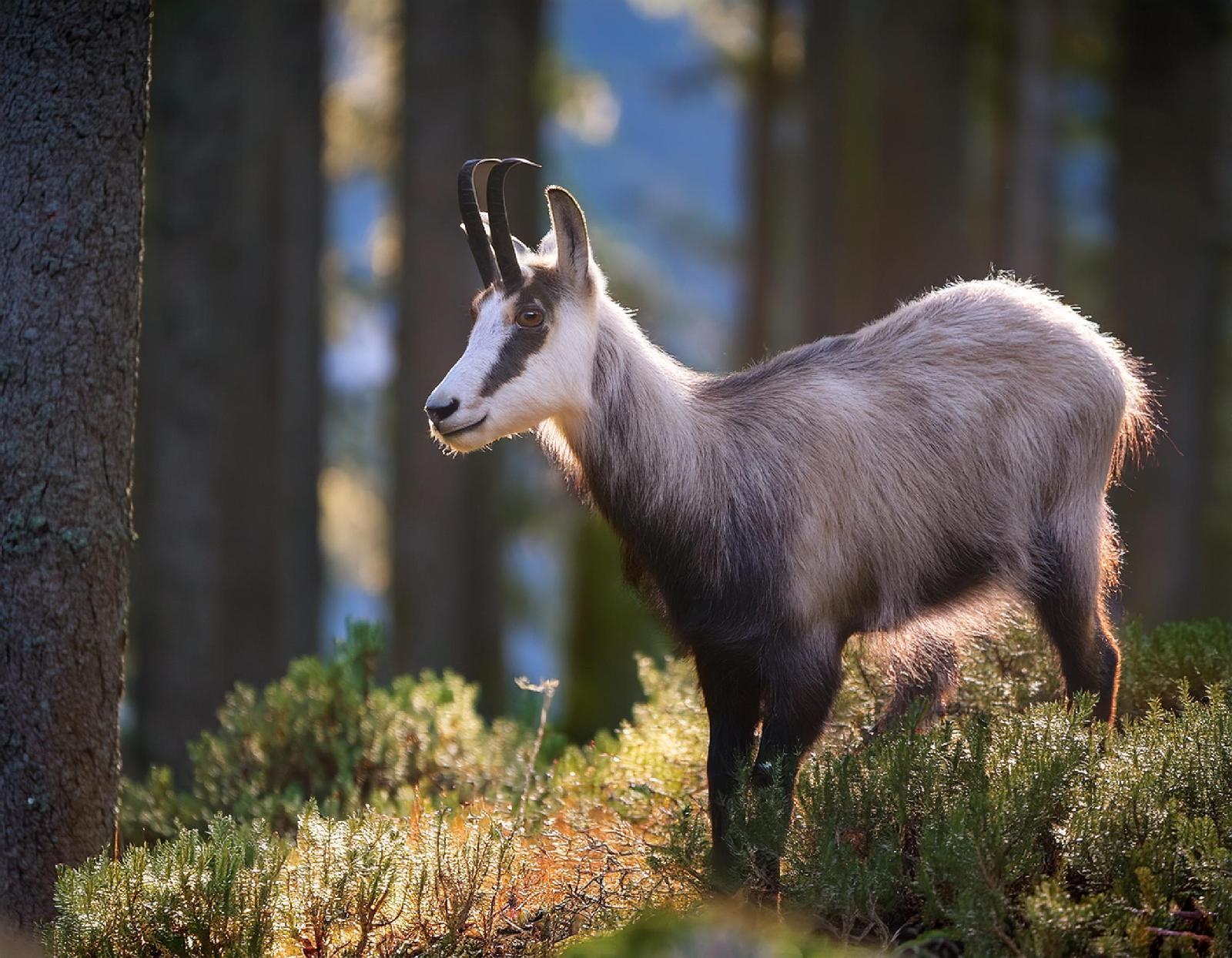Waldgams