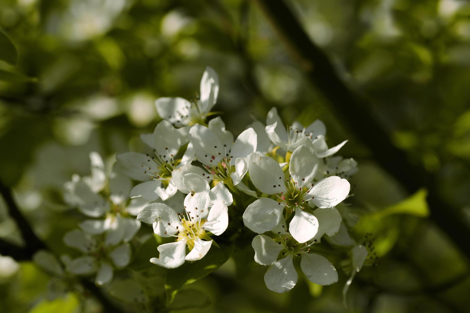 Holzbirne