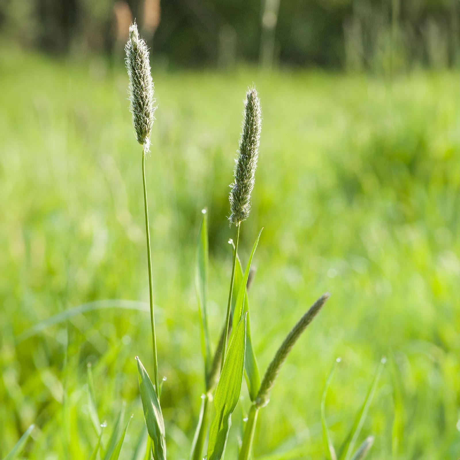 Wiesenlieschgras