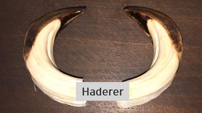 Haderer