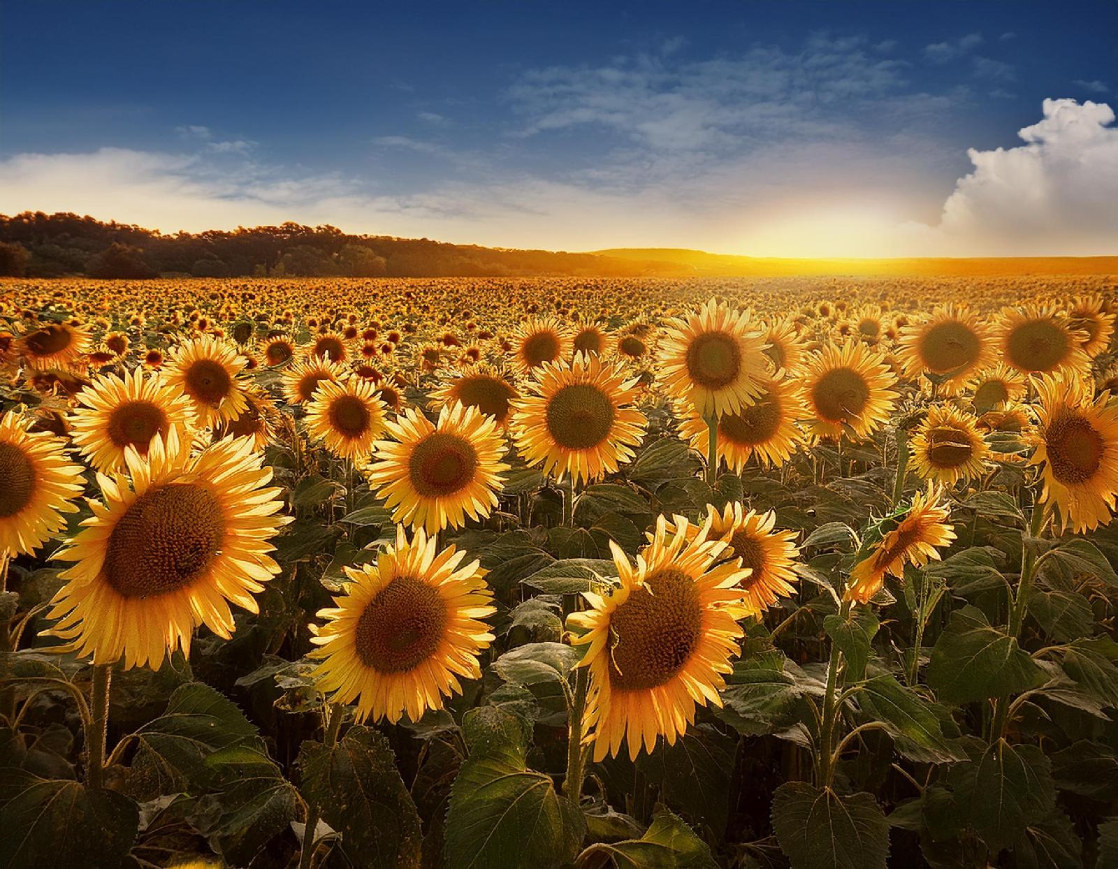 Sonnenblume