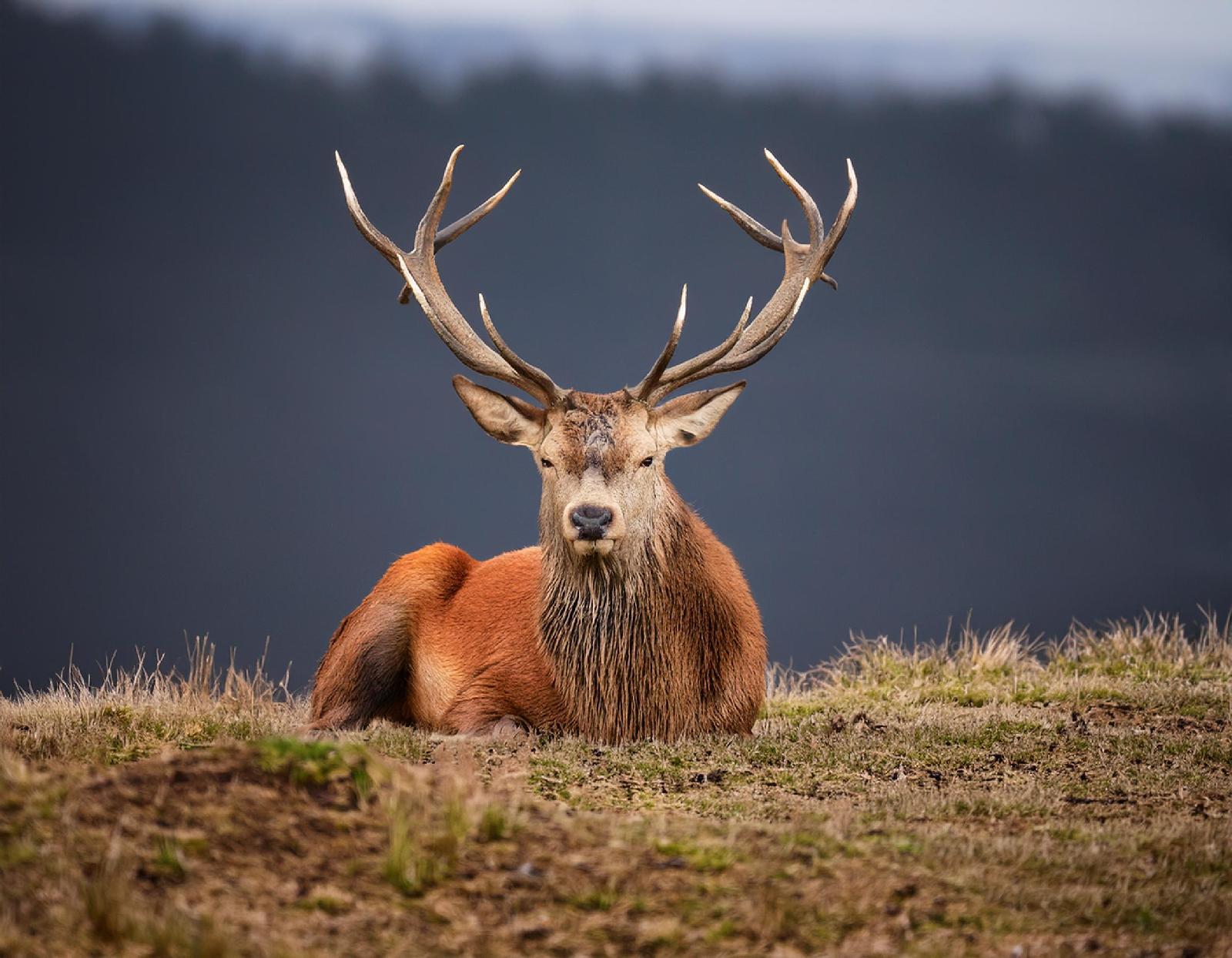 Hochwild