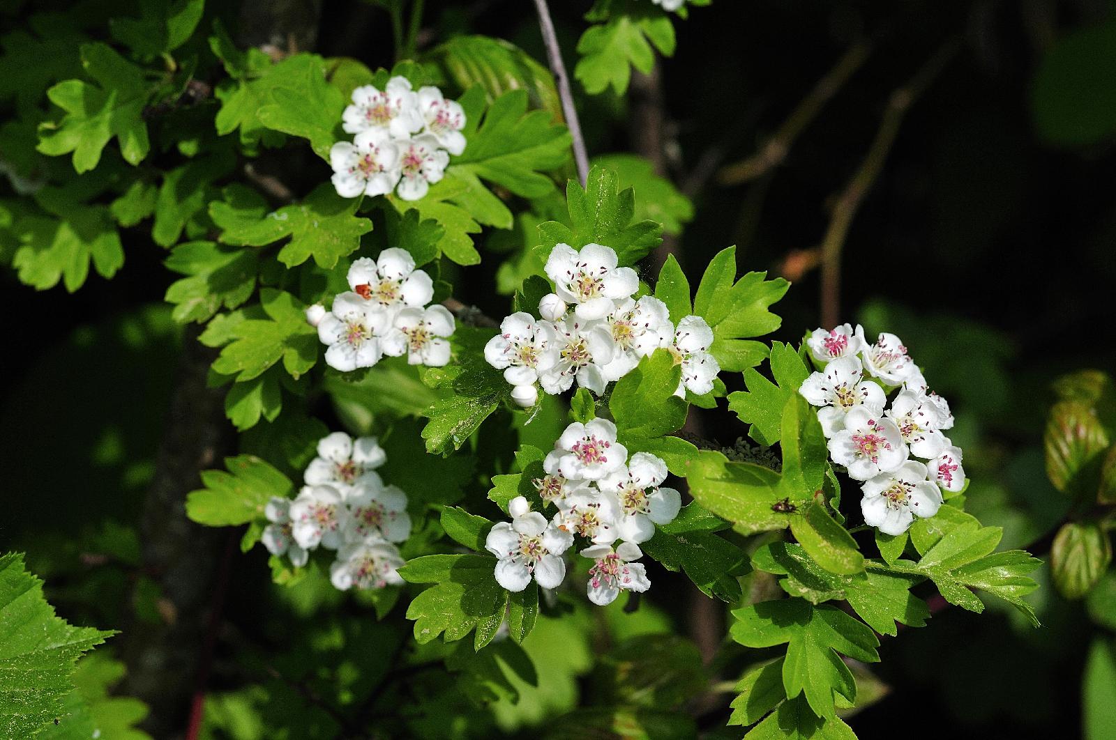 Weißdorn Blüte<br>