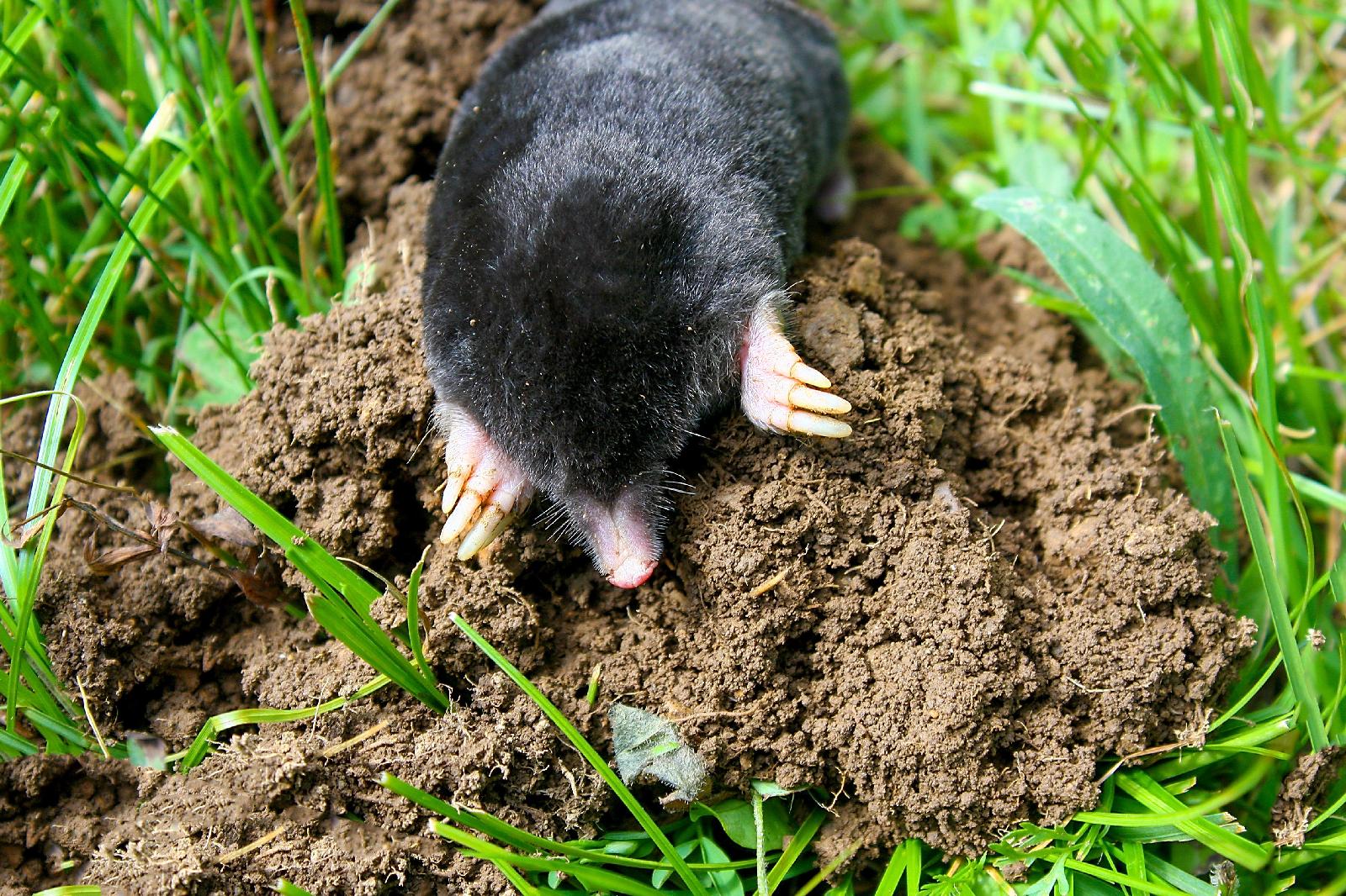Maulwurf