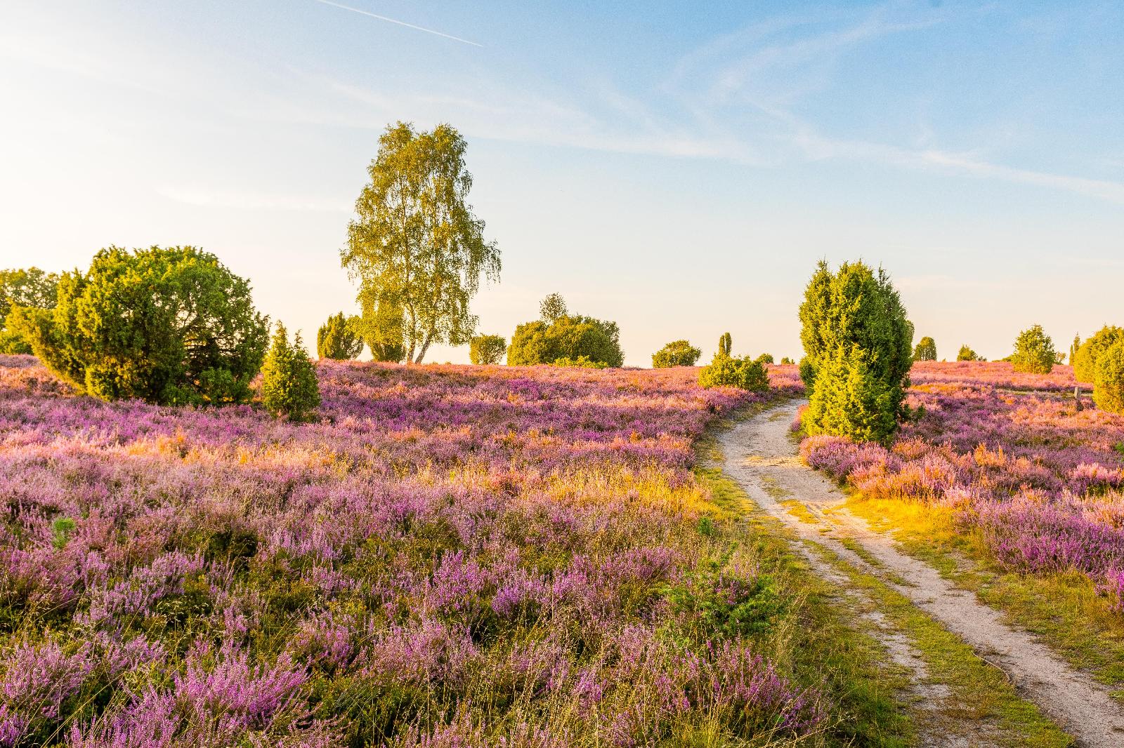 Besenheide