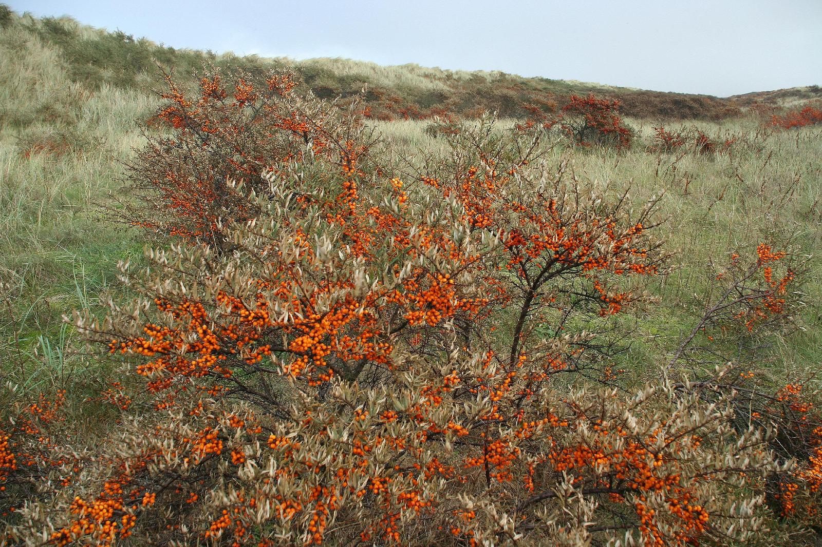 Sanddorn