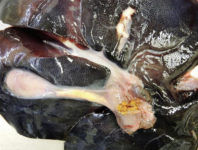 Salmonellose