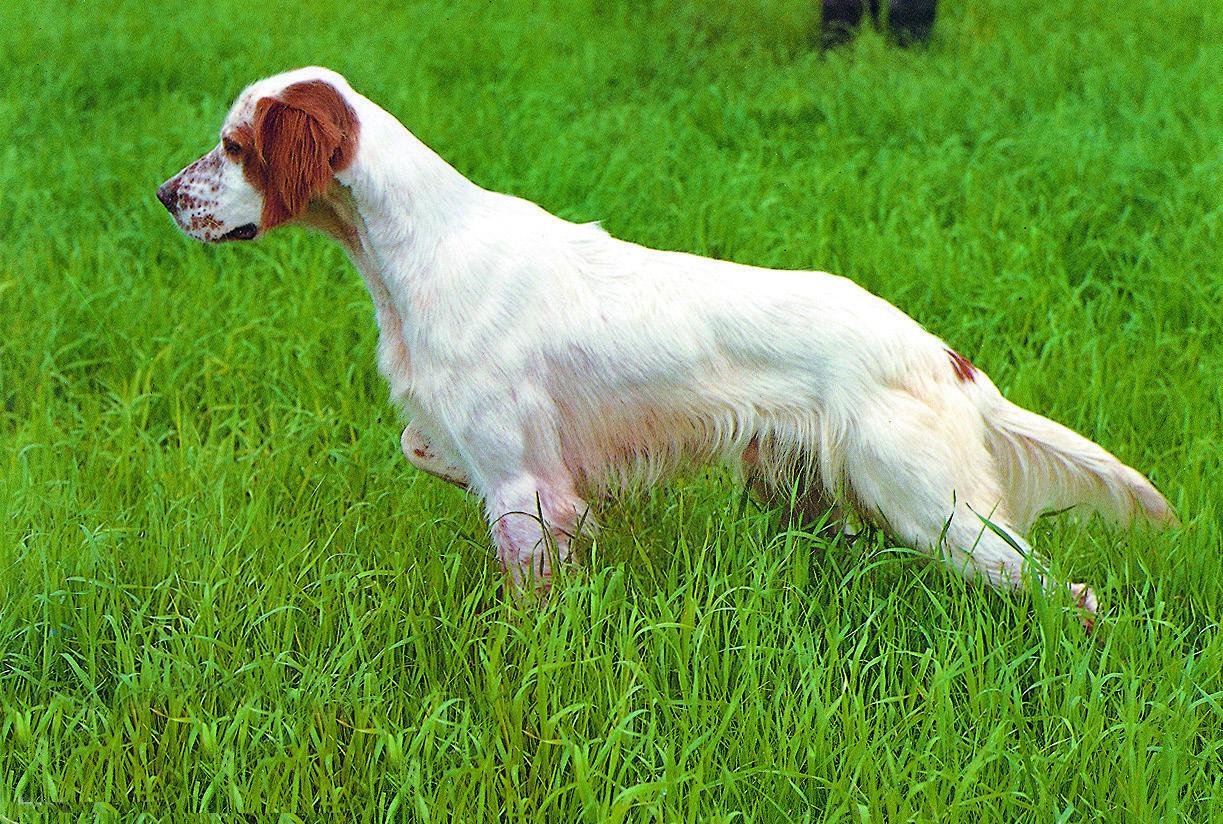 Englisch Setter - ES<br>