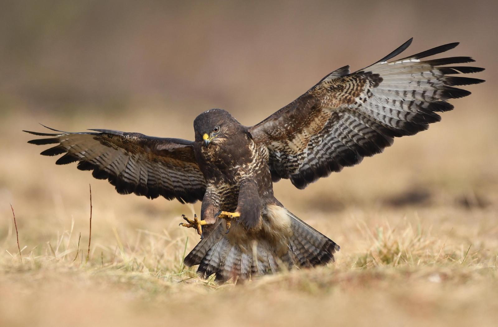 Bussard