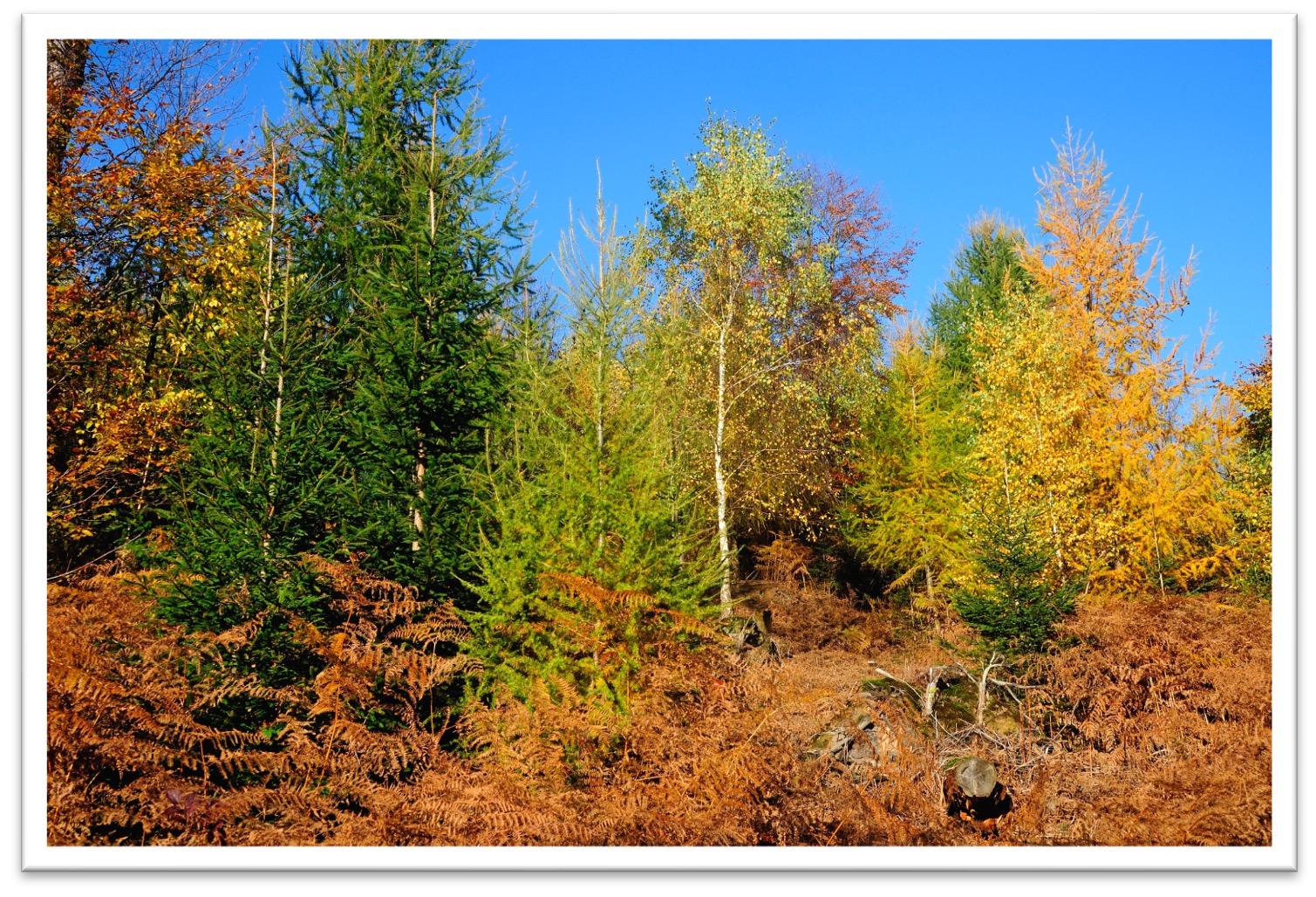 naturnahe Walbewirtschaftung<br>