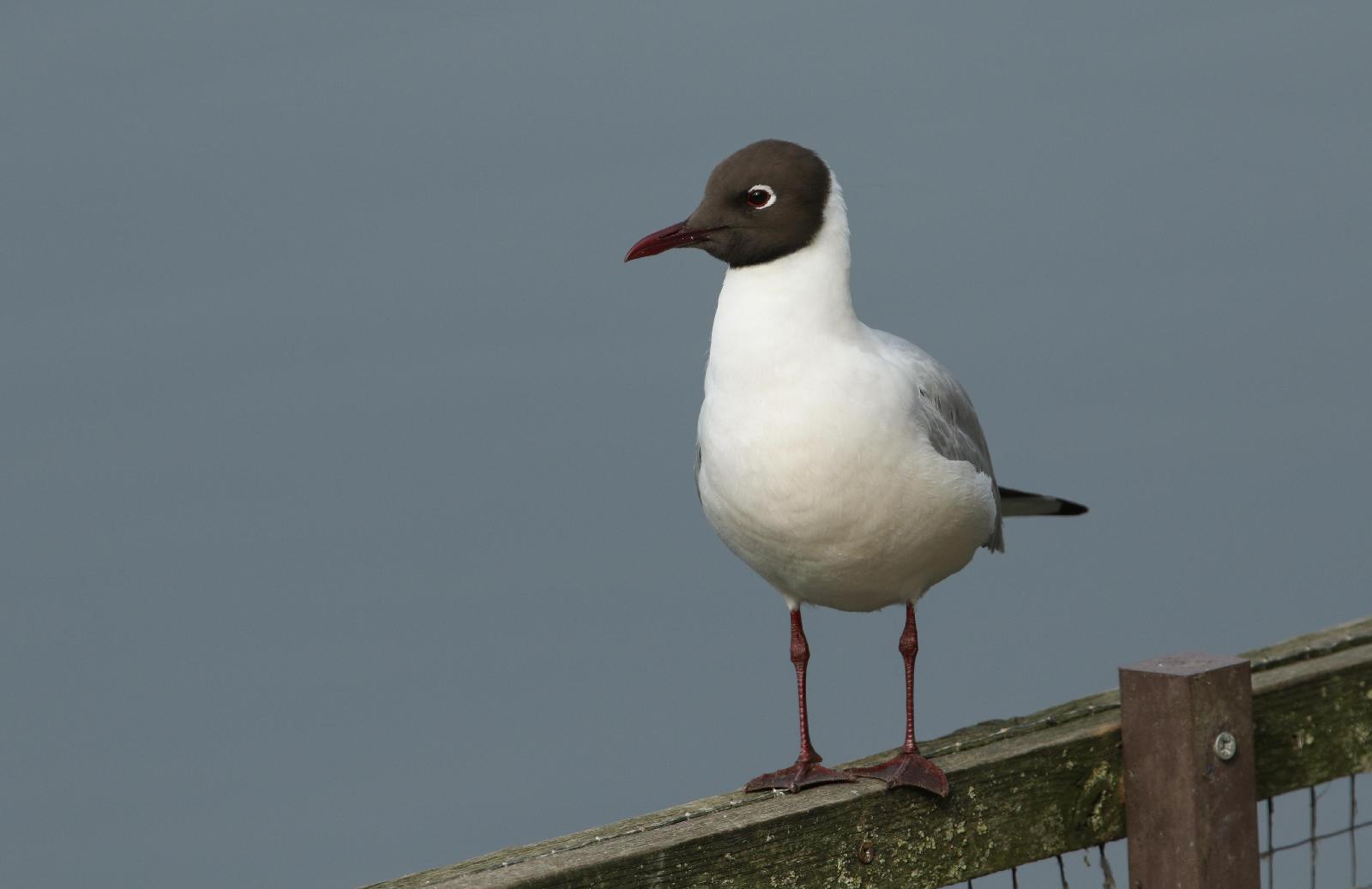 Lachmöwe