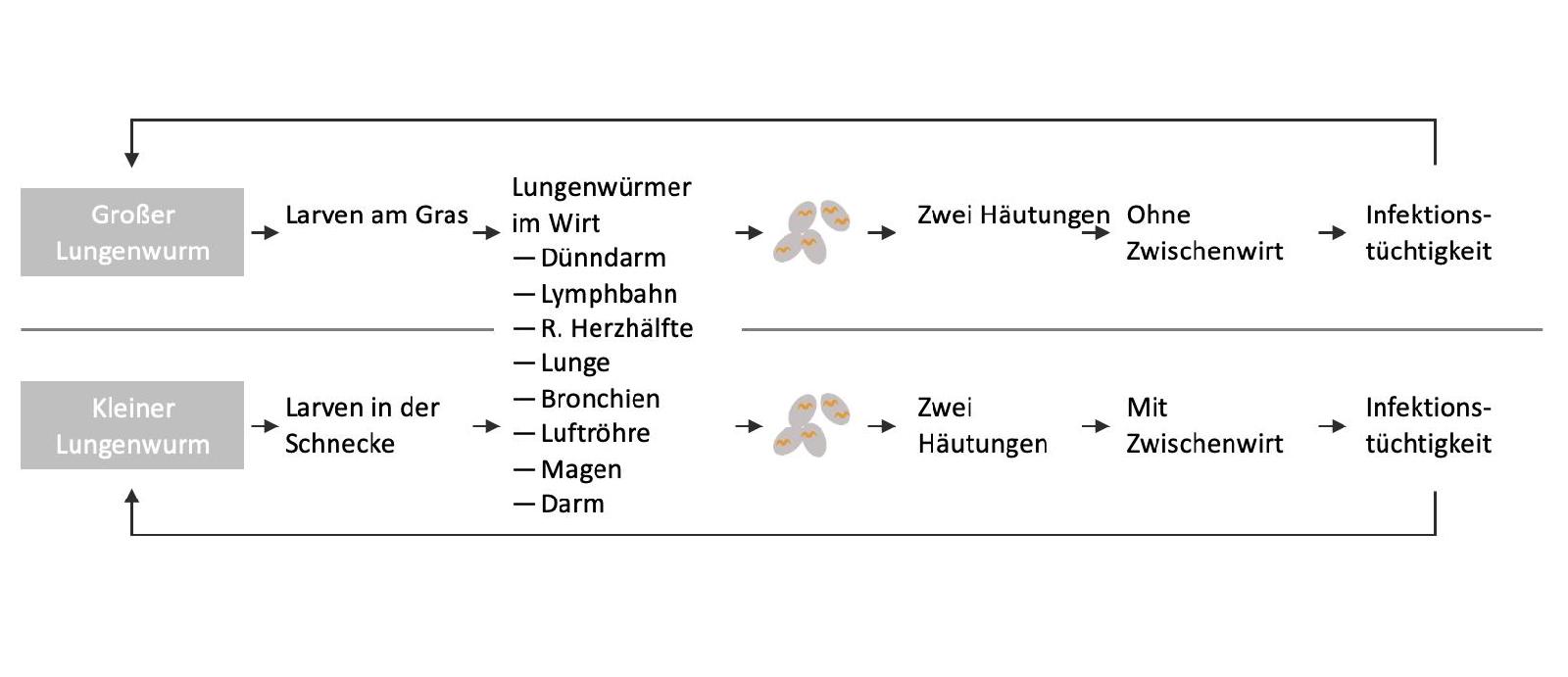 Lungenwurm Kreislauf<br>