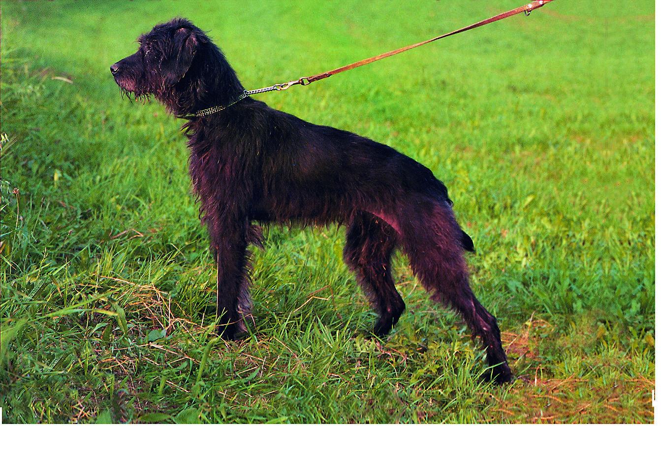 Pudelpointer - PP<br>