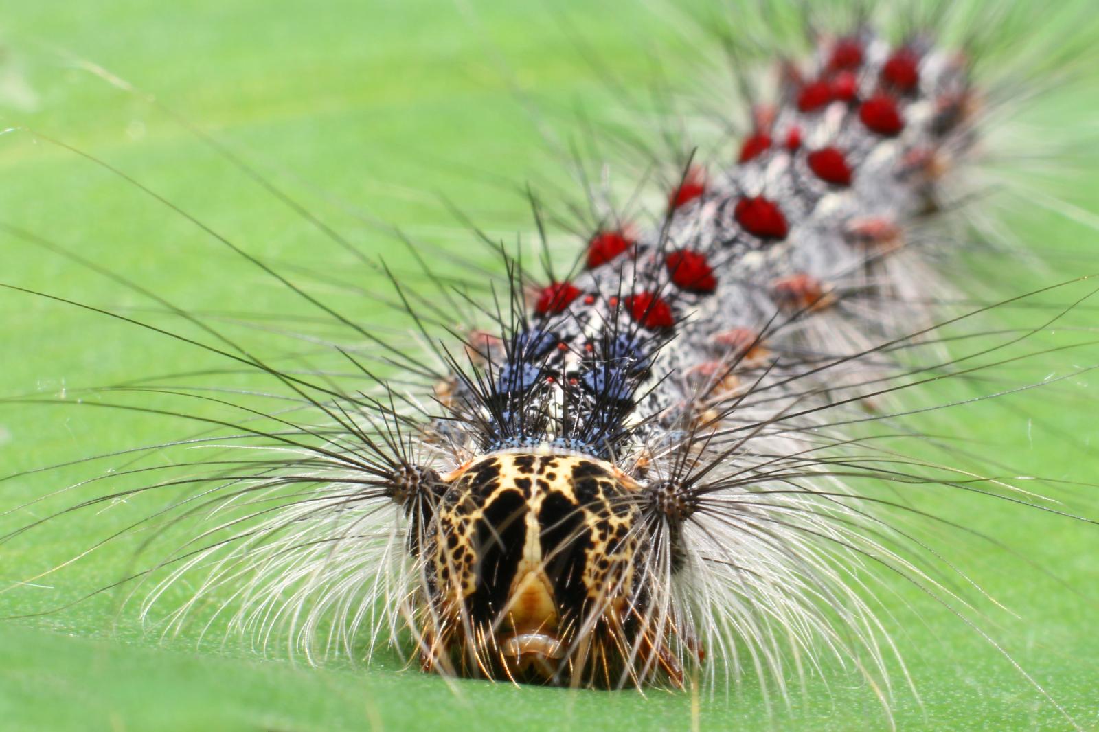 Schwammspinner Raupe<br>