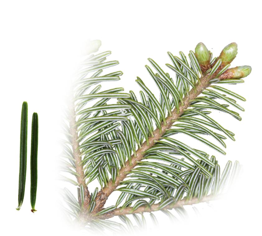 Weisstanne
