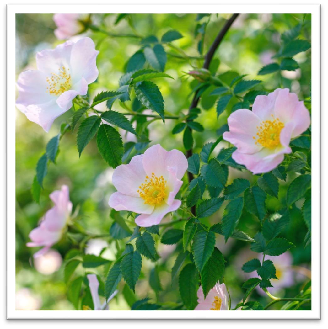 Hundsrose
