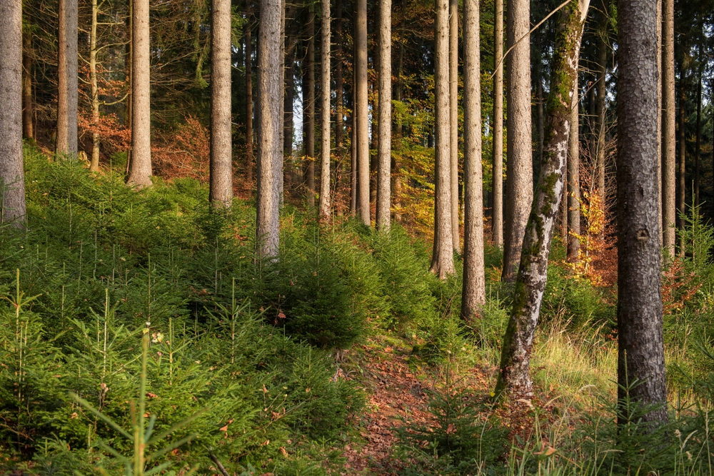 Naturverjüngung