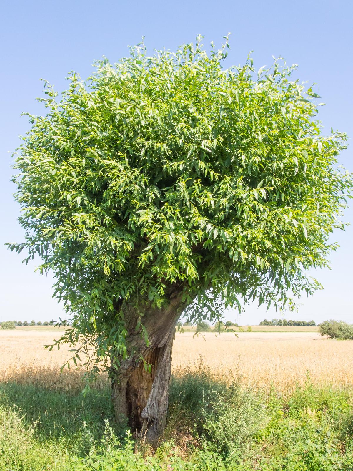 Salweide