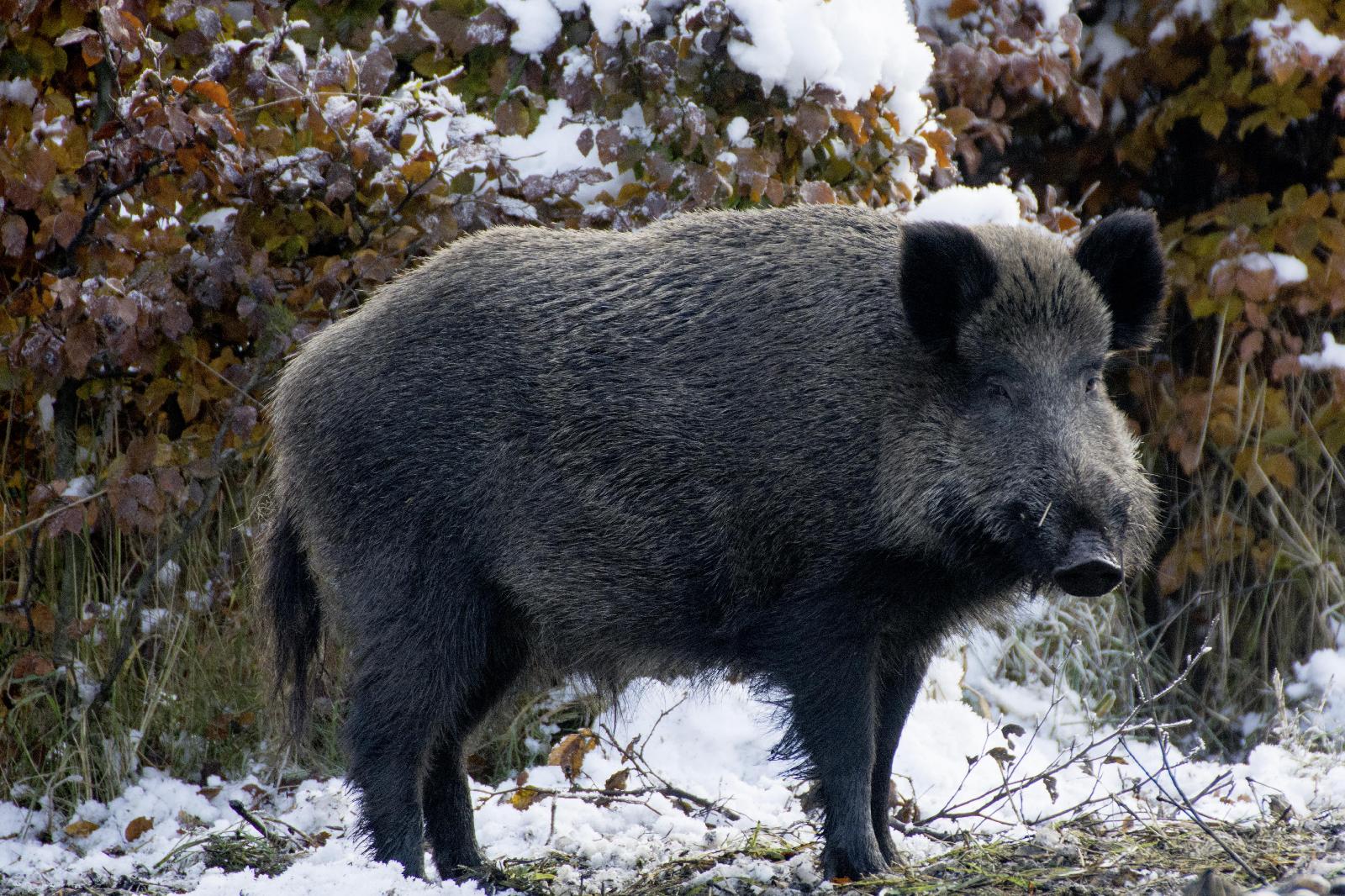 Grobes Schwein