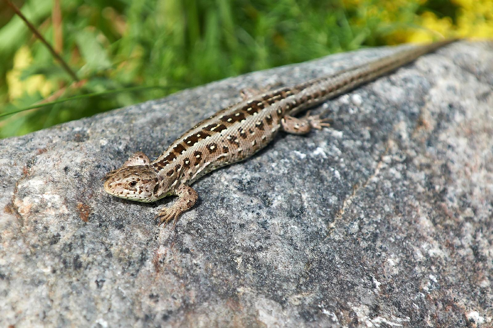 Reptilien