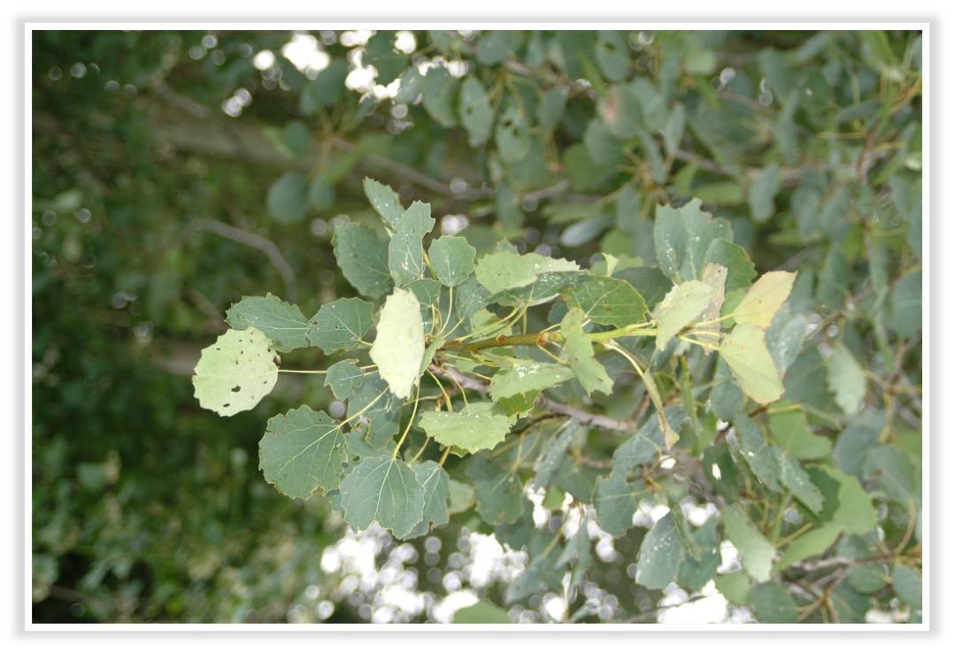 Zitterpappel Blatt<br>