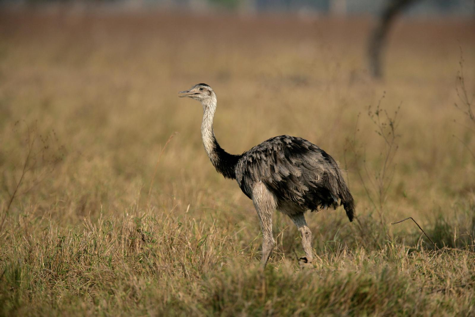 Nandu