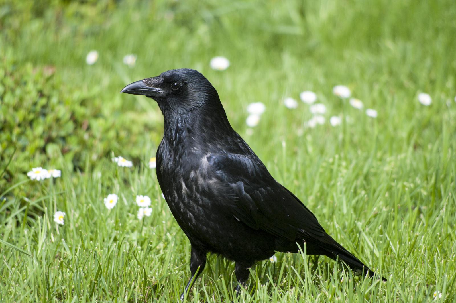 Aaskrähe