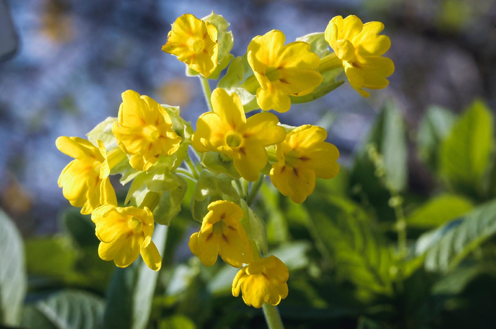 Hohe Schlüsselblume