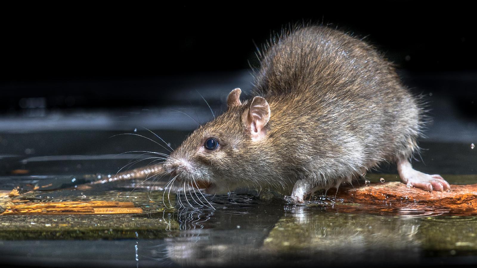 Wanderratte