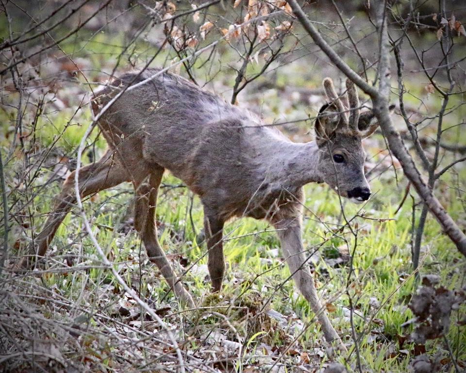 Jährlingsbock