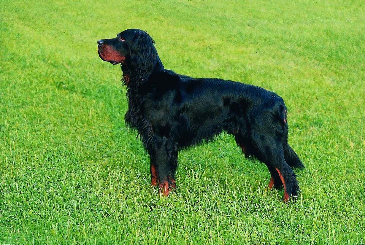 Gordon Setter - GS<br>