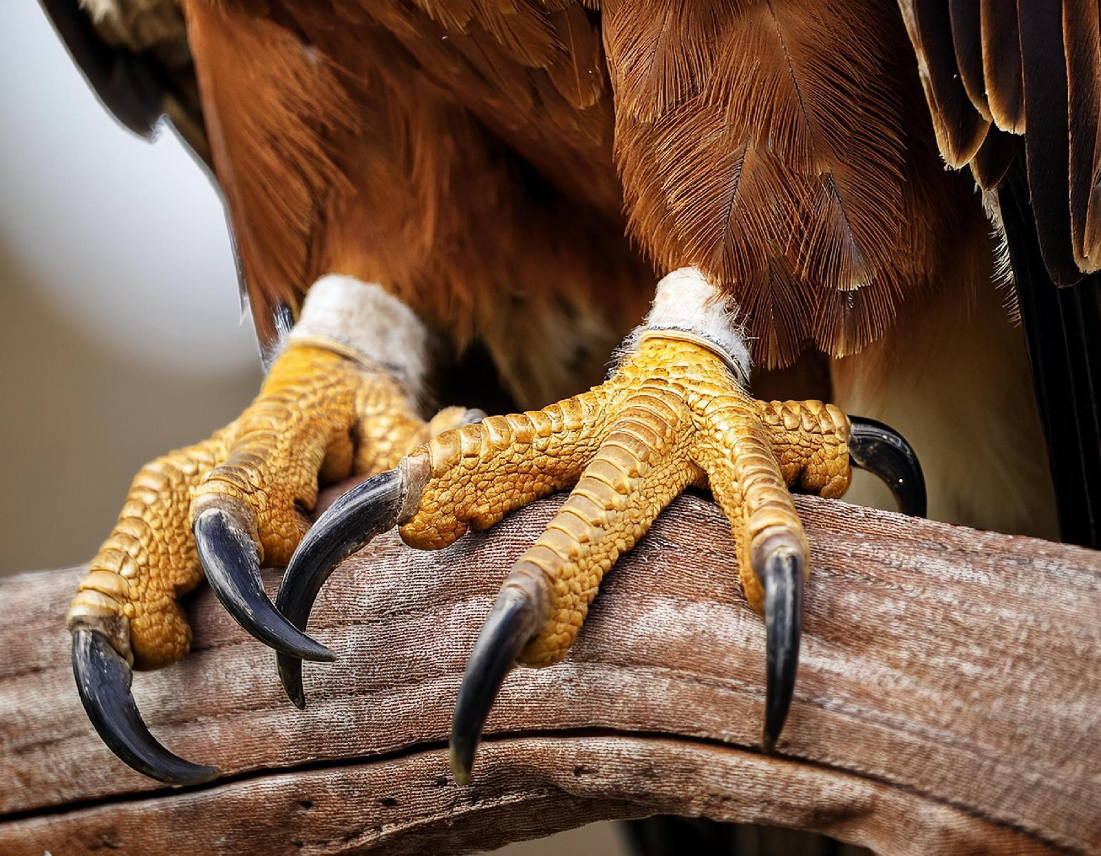 Grifftöter
